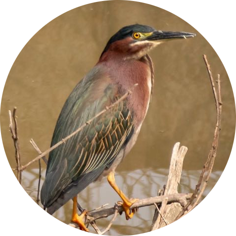 Green Heron